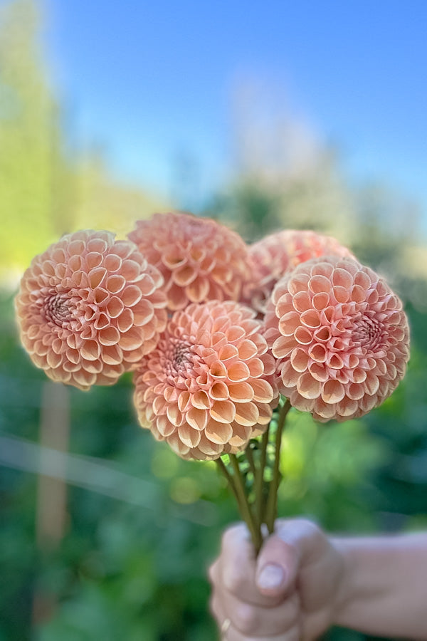 Valley Tawny - Tuber