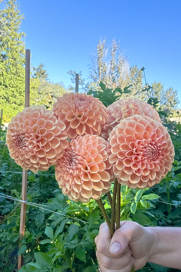 Valley Tawny - Tuber