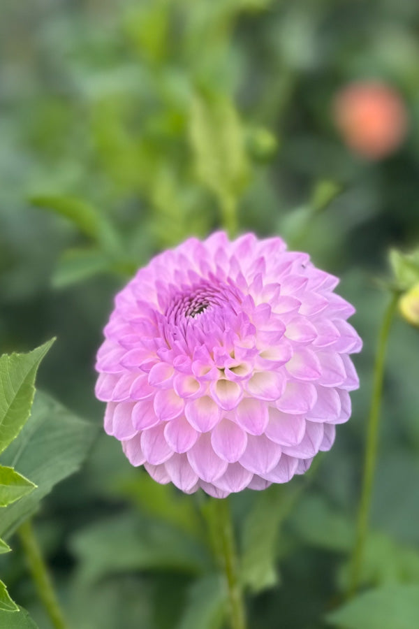 Westerton Ella Grace - 194