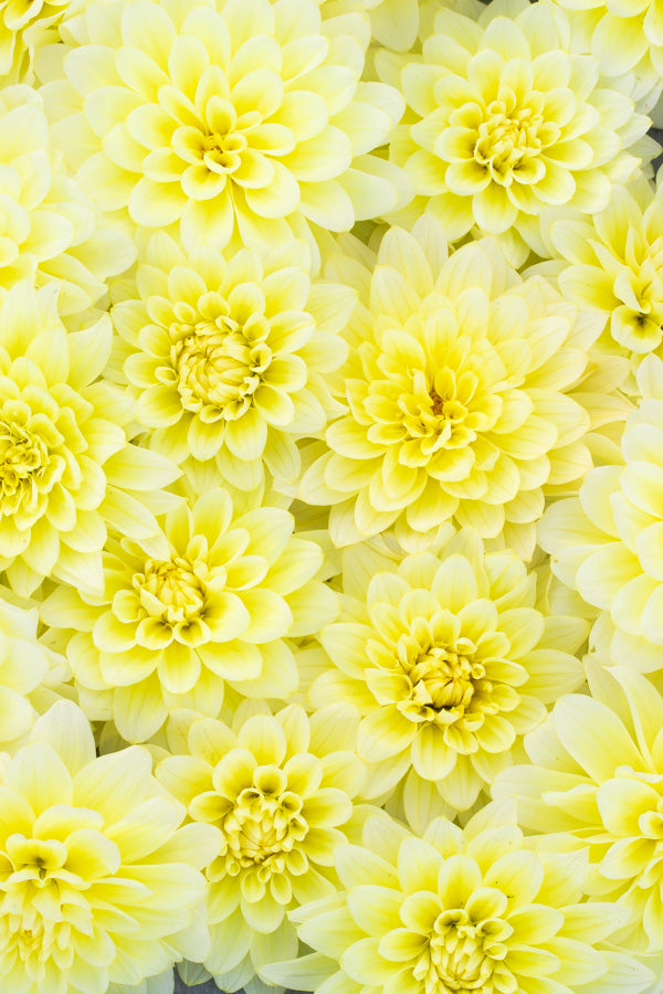 Lemon Drop - Tuber