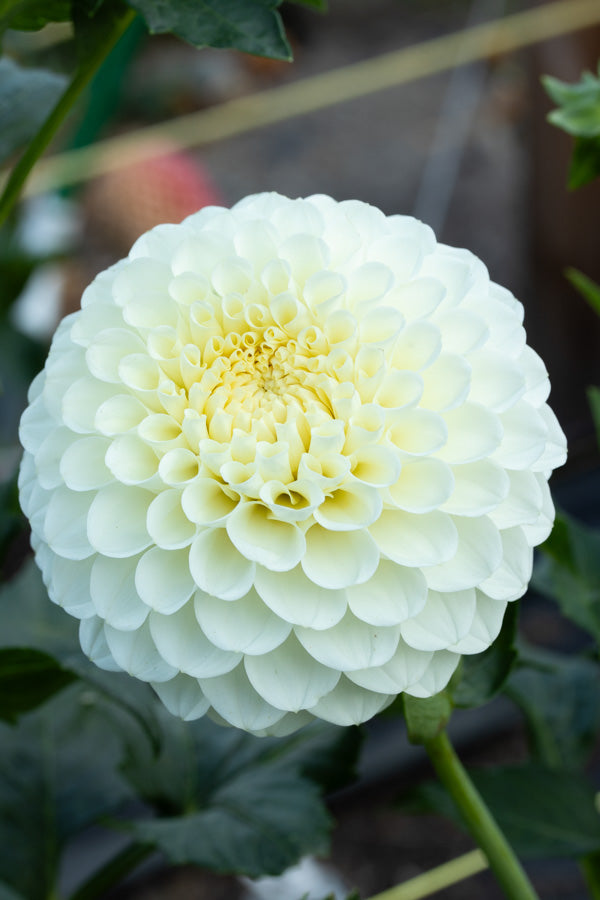 20th Ave Baker Road - 01