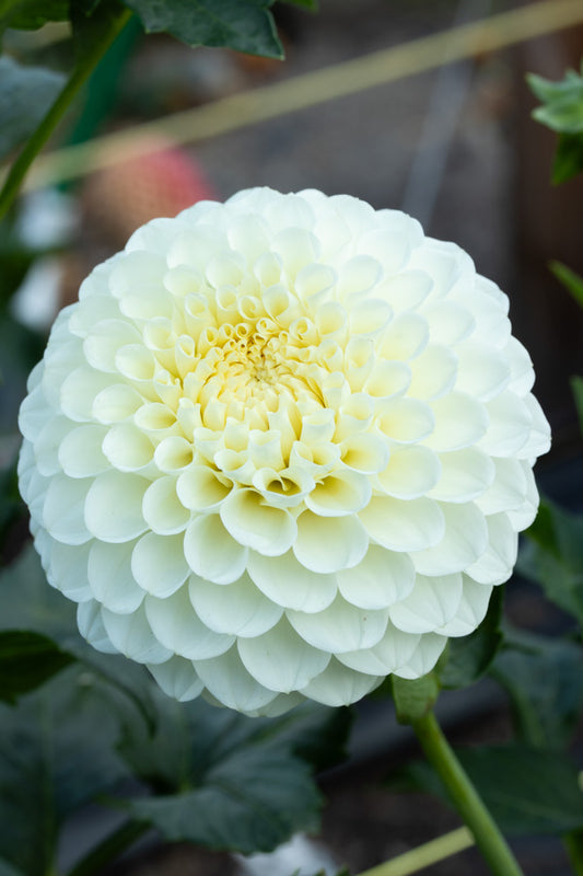 20th Ave Baker Road - 01