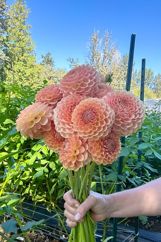 20th Ave Softer Peach - Tuber