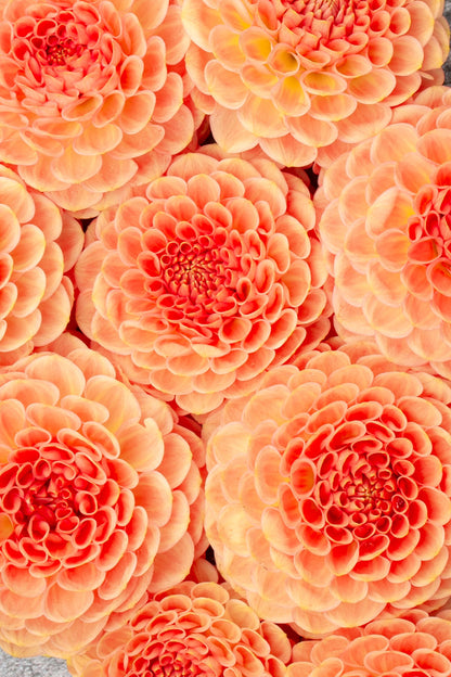 20th Ave Softer Peach - Tuber