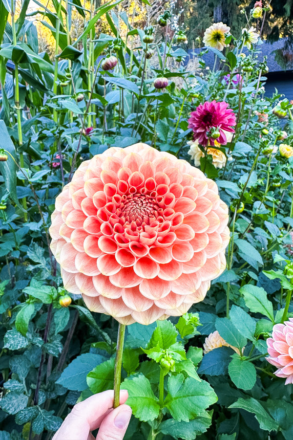20th Ave Softer Peach - Tuber