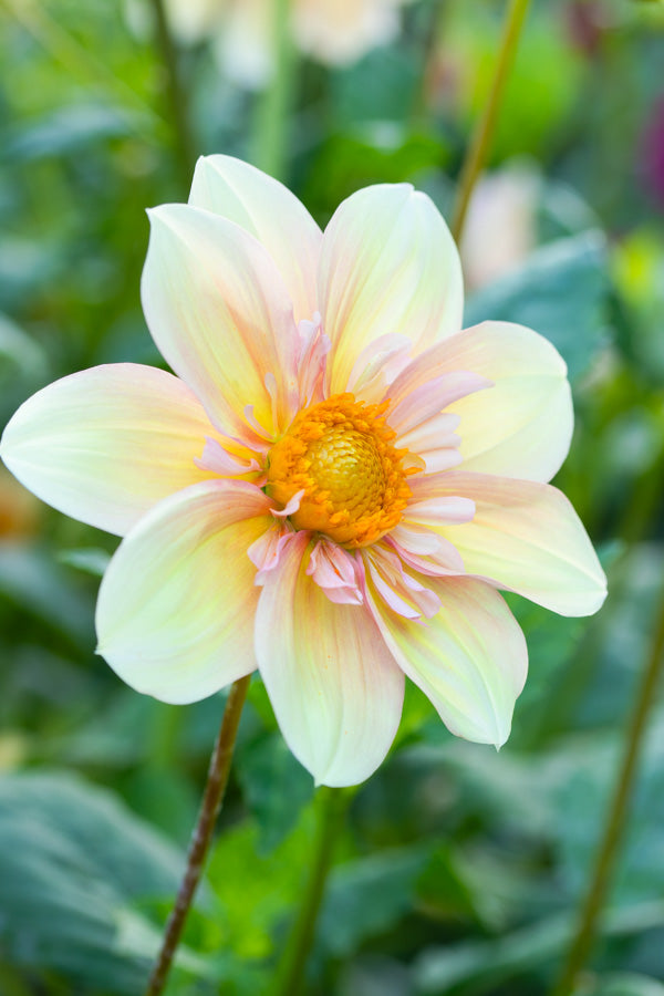 Appleblossom (Collarette) - Tuber