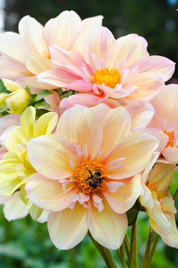Appleblossom (Collarette) - Tuber