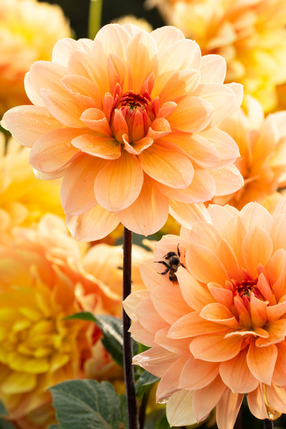 Apricot Desire - Tuber