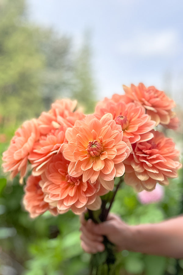 Apricot Desire - Tuber