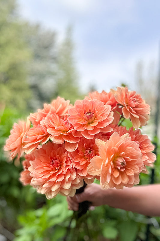 Apricot Desire - Tuber
