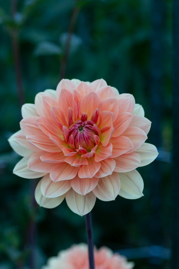 Apricot Desire - Tuber