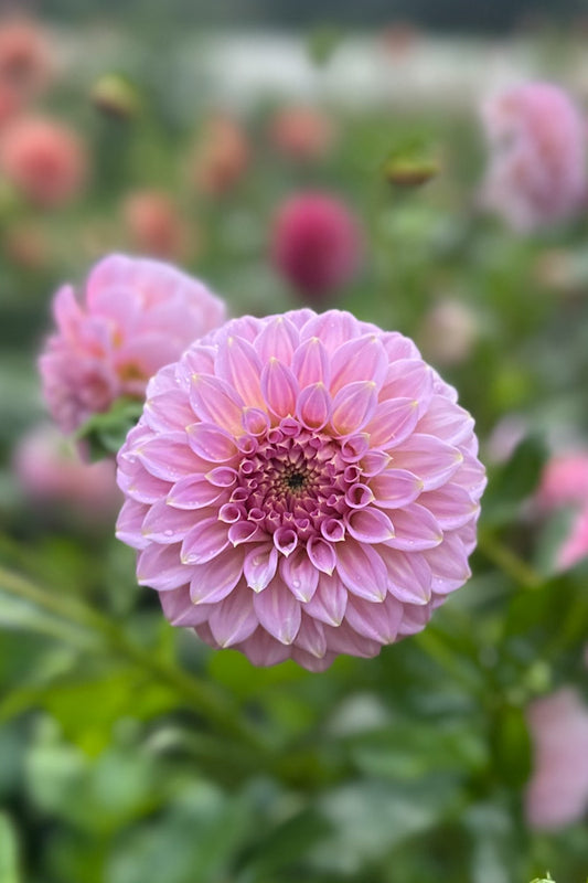 Araluen Leatrice - 09