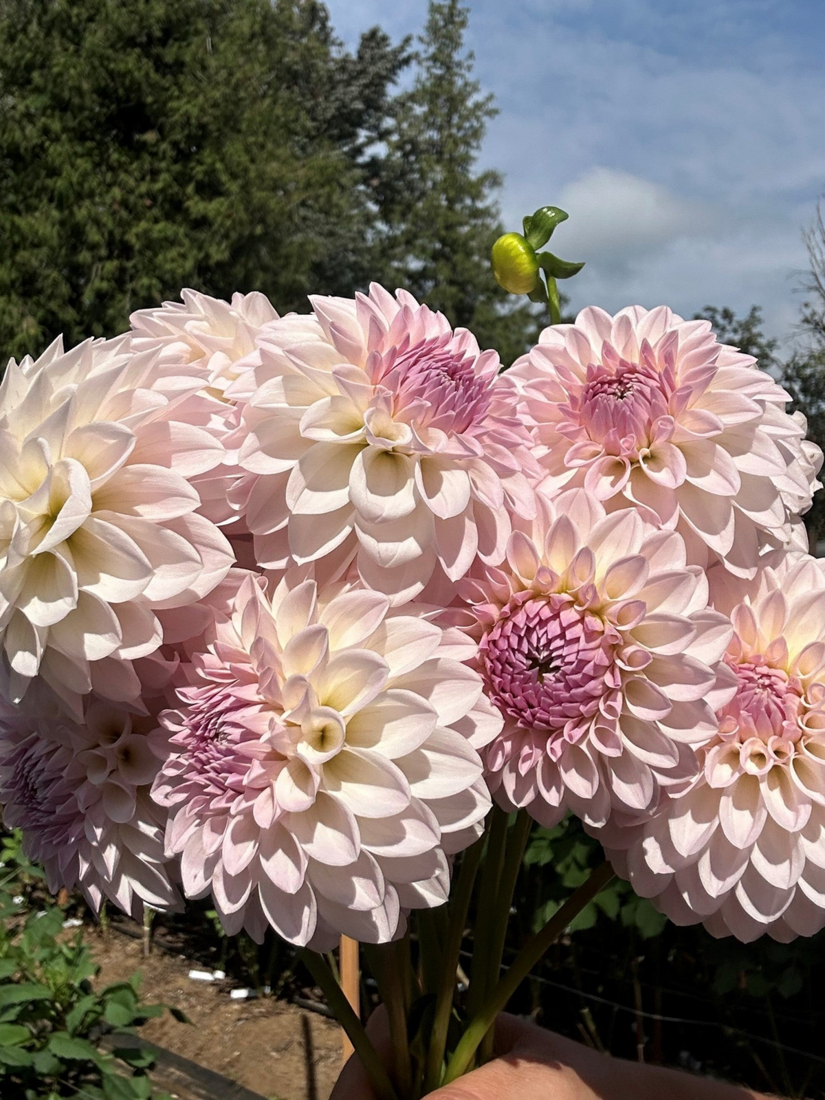 Country Ridge Florals Country Road Flowers
