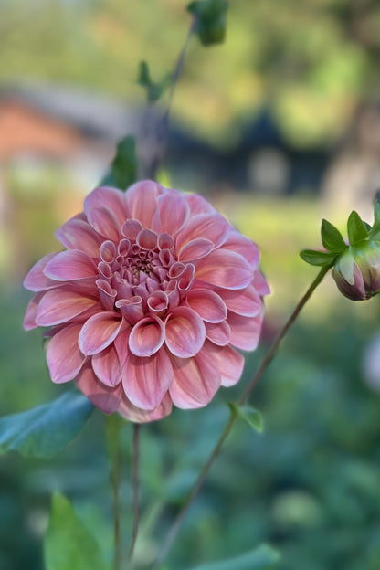 Bracken Accord - Cutting - 24