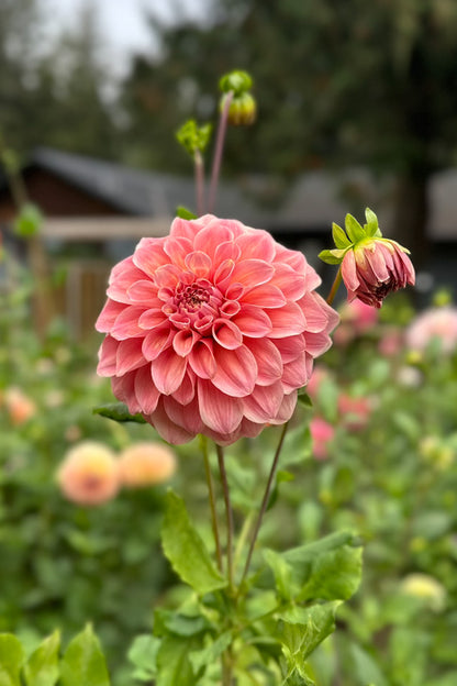 Bracken Accord - Cutting - 24