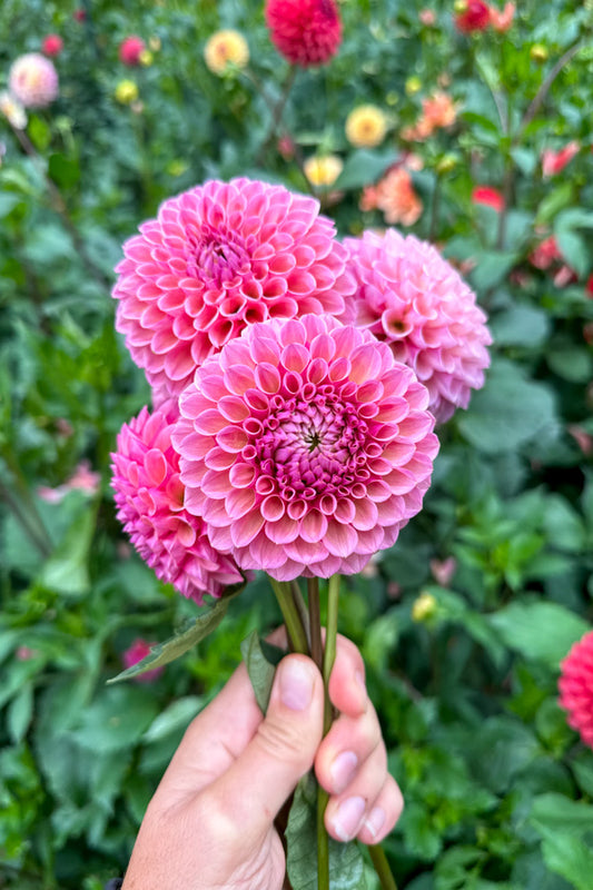 Bracken Rose (US) - Tuber