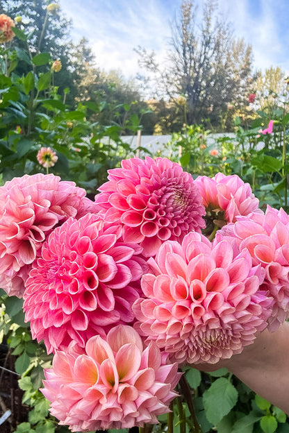 Bracken Rose (US) - Tuber
