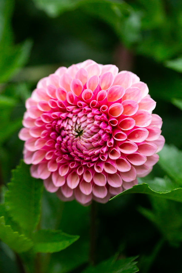 Bracken Rose (US) - Tuber