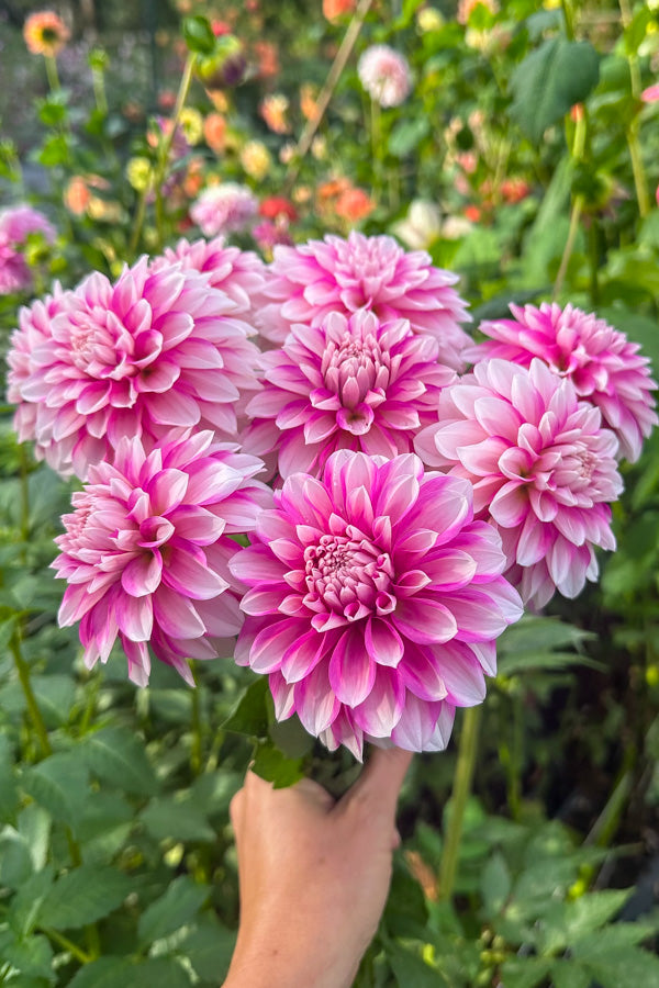 Budapest Blush - Tuber