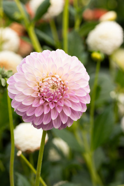 Coorabell Zoe - Cutting - 44