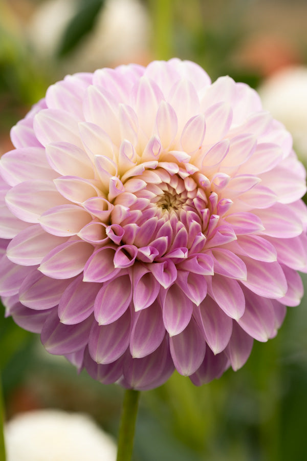 Coorabell Zoe - Cutting - 44