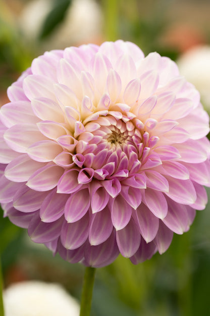 Coorabell Zoe - Cutting - 44