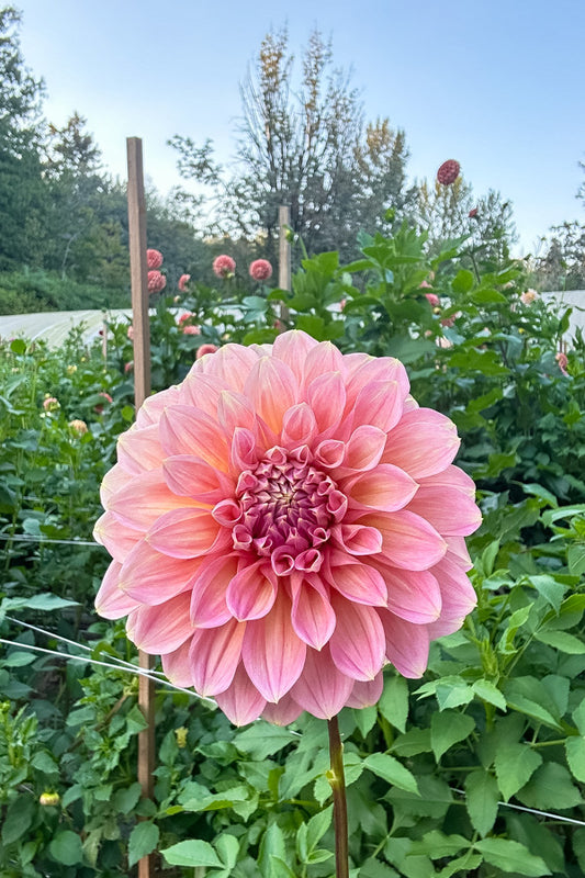 Cameo Peach - Tuber