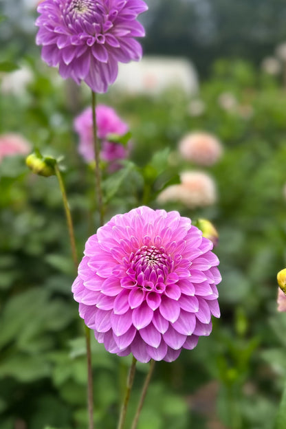 Coorabell Zoe - Cutting - 44