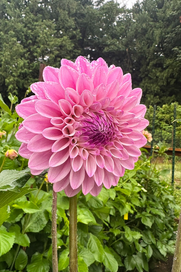 Coralie - 45 – Country Road Flowers