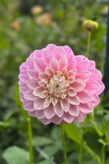 Devon Seattle - Cutting - 51