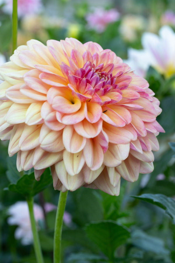 Florelie Harmony - Cutting - 64