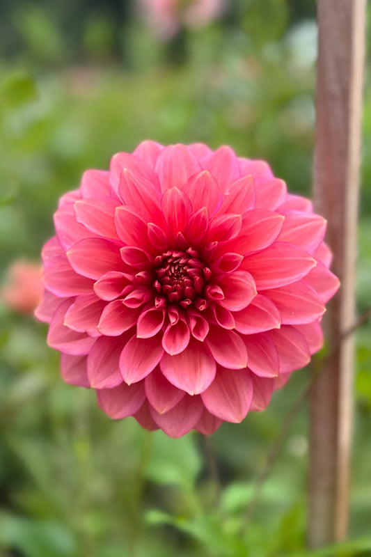 Florelie Guava - 62