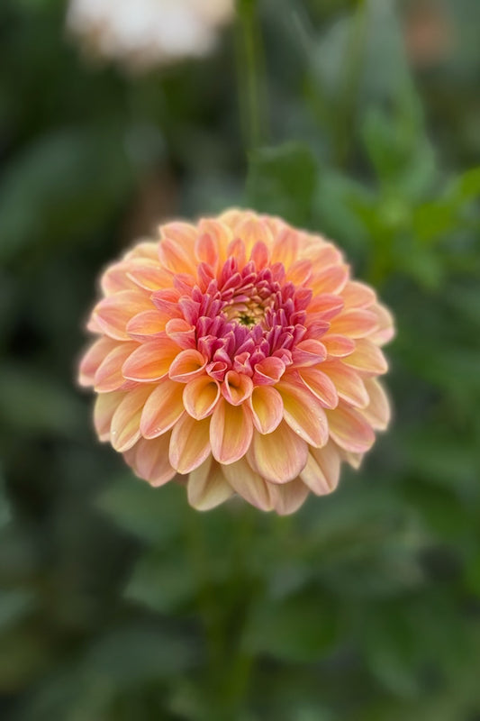 Florelie Harmony - 63