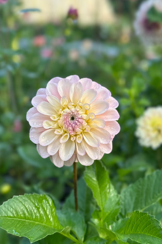 Florelie Pirouette - 66