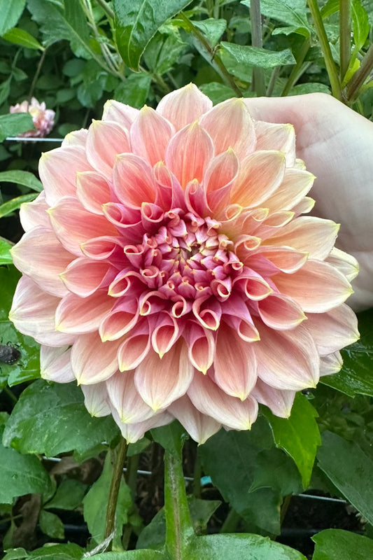 Formby Monarch - Cutting - 69