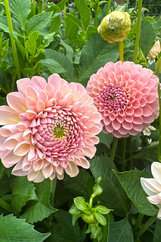 Hamari rose - 73