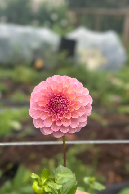 Hamari rose - Cutting - 74