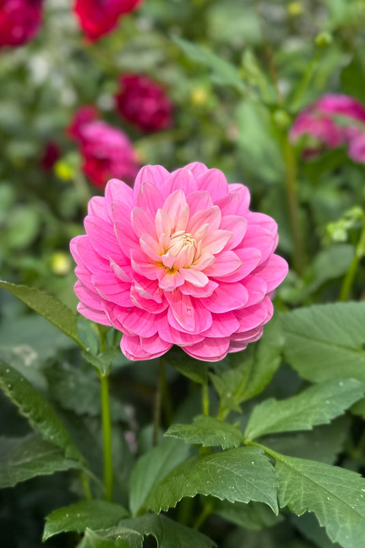 Hollyhill Pink Parfait - 85