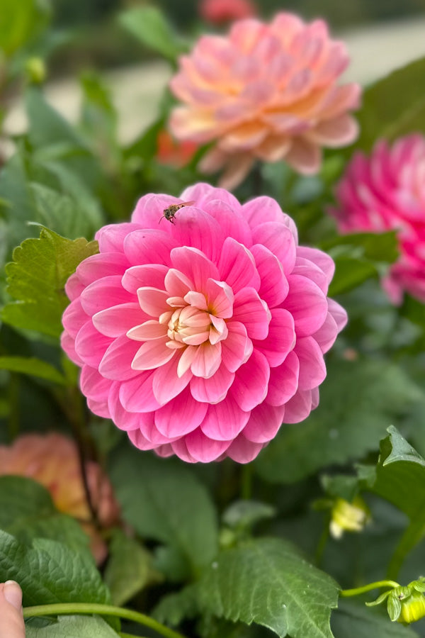 Hollyhill Pink Parfait - 87 - Limit 1 – Country Road Flowers