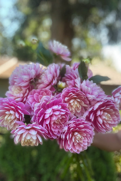 Hollyhill Pink Parfait - 85