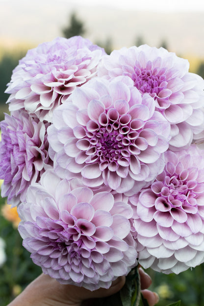 Jeff Bloom - Cutting - 90