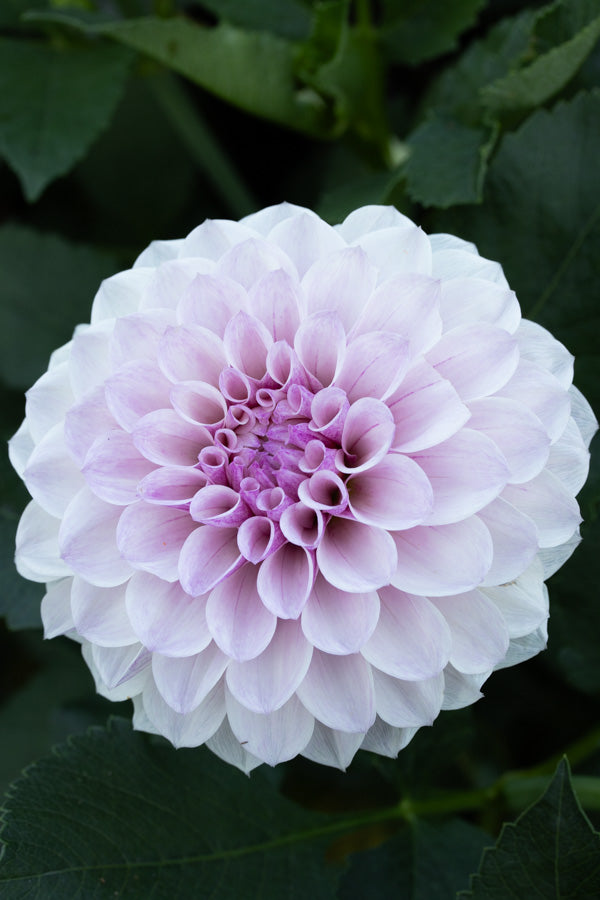 Jeff Bloom - Cutting - 90