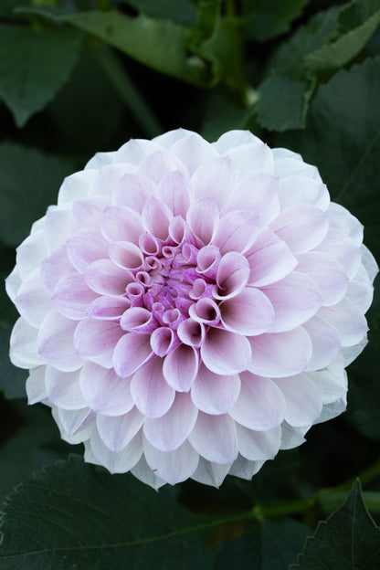 Jeff Bloom - Cutting - 90