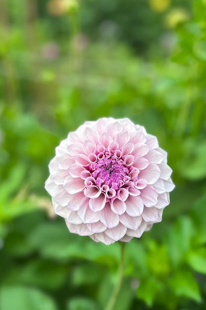 Jeff Bloom - Cutting - 90