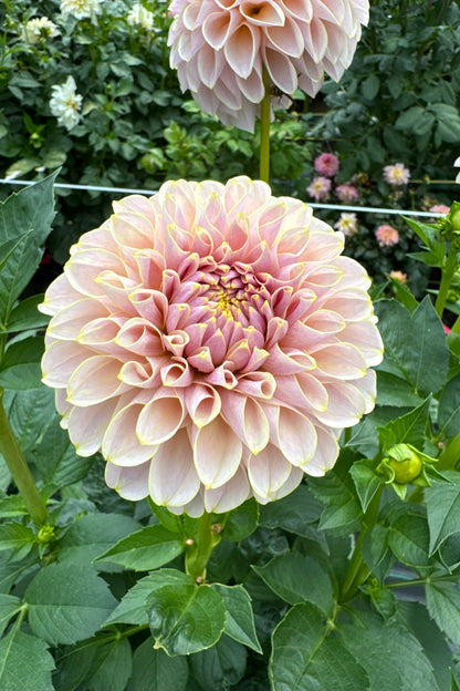 KA Cinder Rose - Tuber