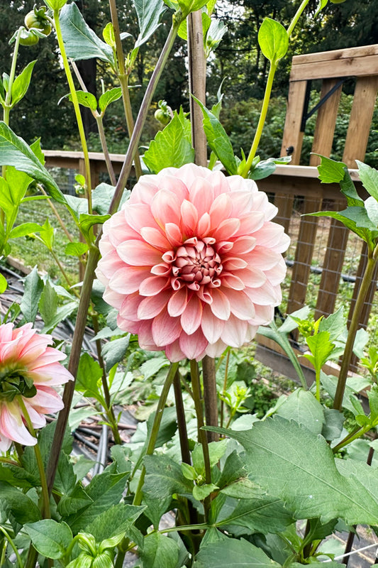 KA Mocha Jo - Tuber