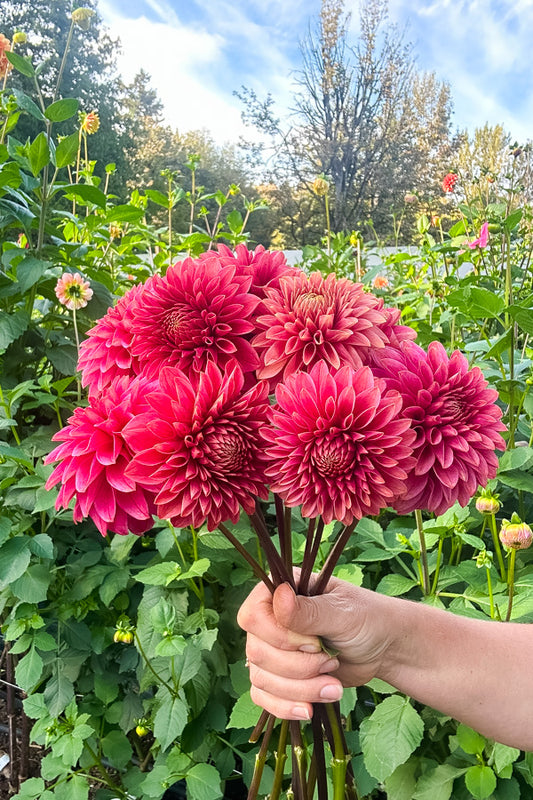 Rosie Jo - Tuber