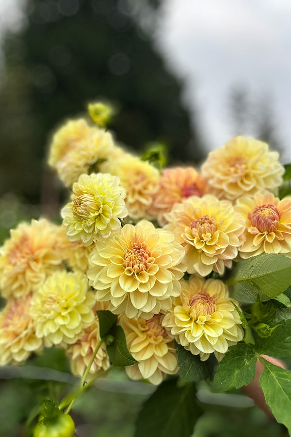 LTF Lemon Blush - 121