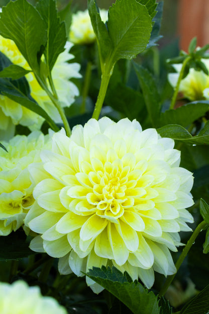 Lemon Drop - Tuber