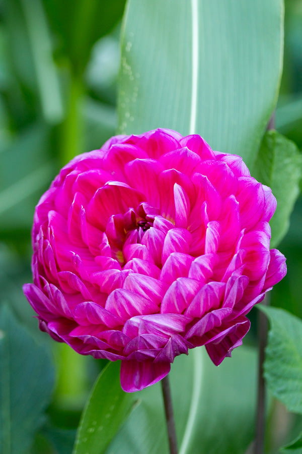 Lyn's Lexi - Tuber